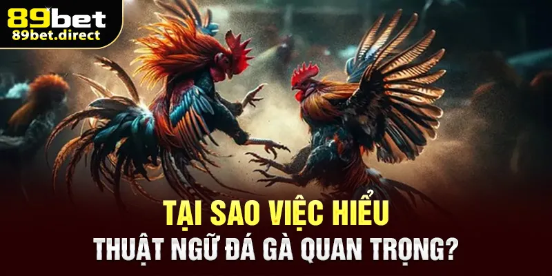 Tại sao việc hiểu thuật ngữ đá gà quan trọng?
